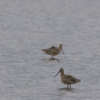 Tranquil Waterscape: Double Sandpiper Grace