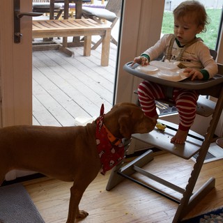 Toddler Sharing Mealtime with Dog at Home