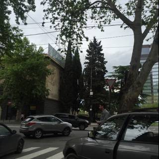 Leafy Trees in Tbilisi
