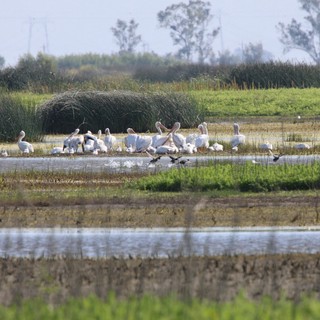 White Pelicans Gathering in Yolo Bypass Wetlands