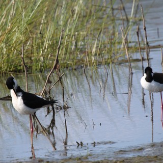 Black-necked Stilts Wading in Shallow Wetland Waters