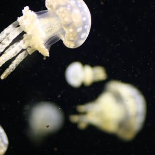 Moonlit Jellyfish in the Ocean