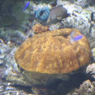Vibrant Orange Sponge of the Coral Reef