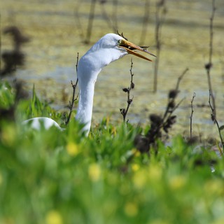 Great Egret Catching Fish in Wetland Marsh