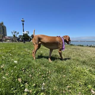 Regal Pup in the SF Maritime Park