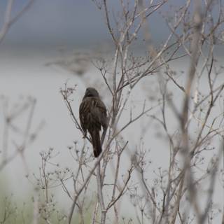 Perched Amongst the Branches