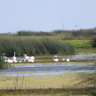 White Waterfowl Gathering in Wetland Marshes