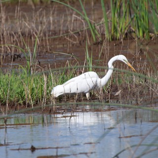 Great Egret Hunting in Shallow Wetland Waters