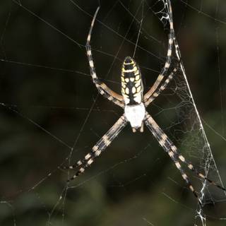 The Bold Stripes of the Argiope Spider