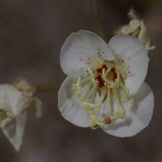 Brown-Petaled Blossom with Yellow Stamens