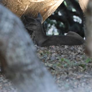 Woodland Whisper