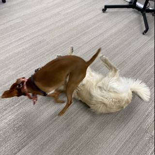 Canine Combat on the Floor