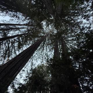 Cathedral of Giants