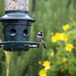 Chickadee Braving the Rain at Bird Feeder