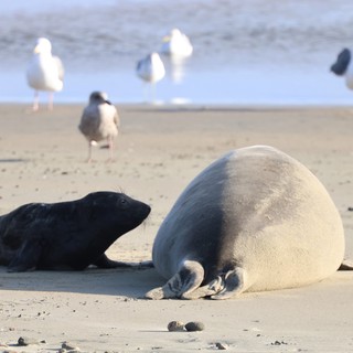 Elephant Seal Mother and Pup at Drakes Beach