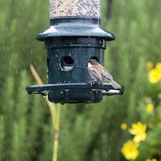 Small Bird Perched on Feeder in Rain Shower
