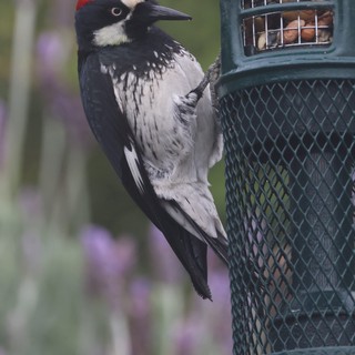 Acorn Woodpecker at Backyard Bird Feeder