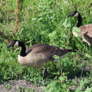 Canada Geese Foraging in Lush Wetland Vegetation