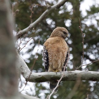 Red-shouldered Hawk Perched on Winter Branch