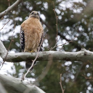 Red-Shouldered Hawk Perched on Winter Branch