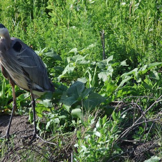 Great Blue Heron Standing in Wetland Vegetation
