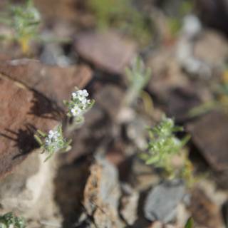 Delicate White Flowers Sprouting from Arid Soil