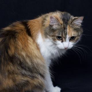 Calico Cat on a Black Background