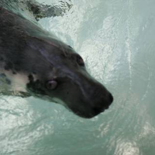 Playful Seal in its Aquatic Habitat