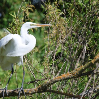 Great Egret Perched Among Willow Branches at Wetland