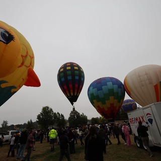 Colorful Hot Air Balloons Fill the Sky at Festival
