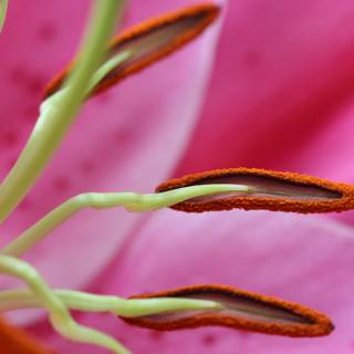 Pink Lily Exposes its Pollen