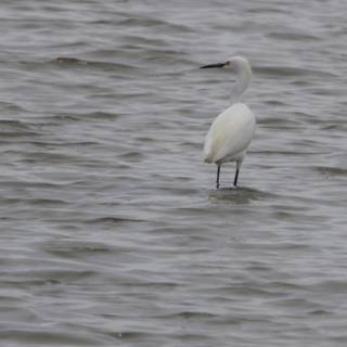 Graceful Sentinel of the Marsh