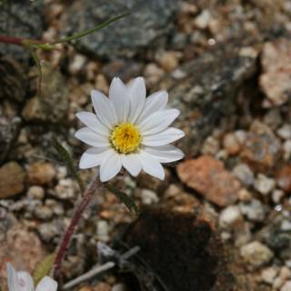 Lonely Daisy in a Rocky Landscape