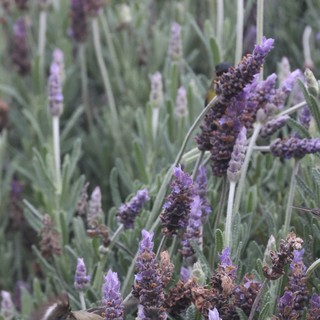 Small Bird Foraging Among Lavender Flowers