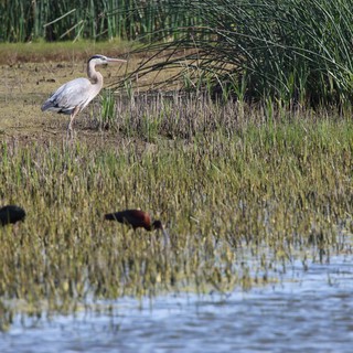 Great Blue Heron and Ibis in Wetland Rice Stubble