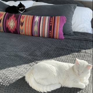 Cozy Cats on a Bed