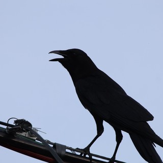 Silhouetted Crow Calling from Power Line at Dusk