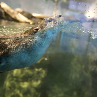 Graceful Swim: The San Diego Sea Otter