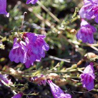 Purple Penstemon Blooms Glistening After Rain