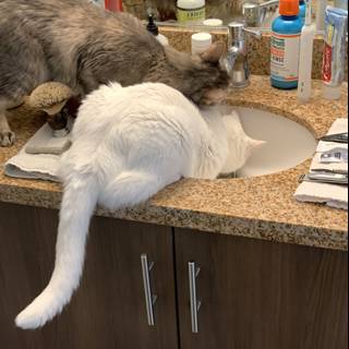 Playful Cats in Sink