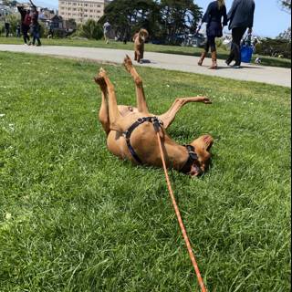 Joyful Pup in the Park