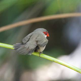 Glimpse of Grace: The Red-Faced Finch at Honolulu Zoo