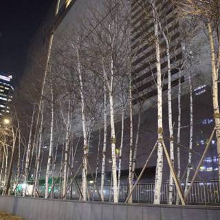 Nature Meets Architecture, Seoul Night Skies