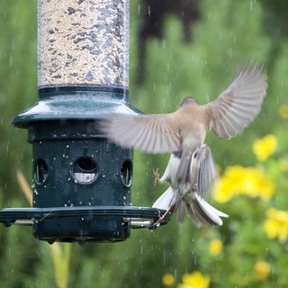 Birds Compete at Feeder in Rainstorm