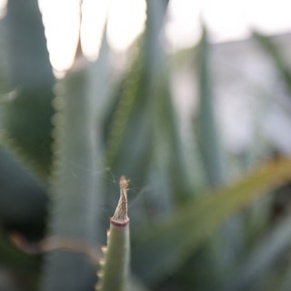 Delicate Succulent Spine in Sharp Focus