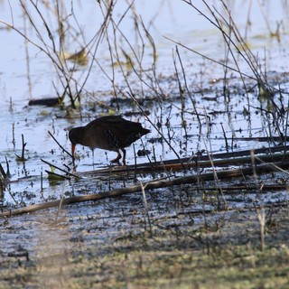 Virginia Rail Foraging in Wetland Marsh Habitat