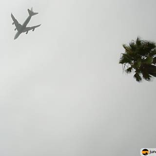 Airlinersoaring over a Palm Tree in the Fog
