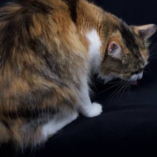 Regal Calico Cat in Focus
