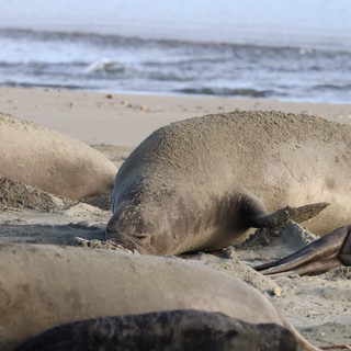 Elephant Seals Resting on Sandy Beach at Drakes Beach