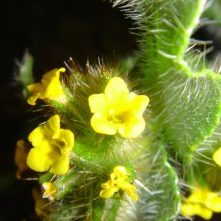 Bright Yellow Blossoms